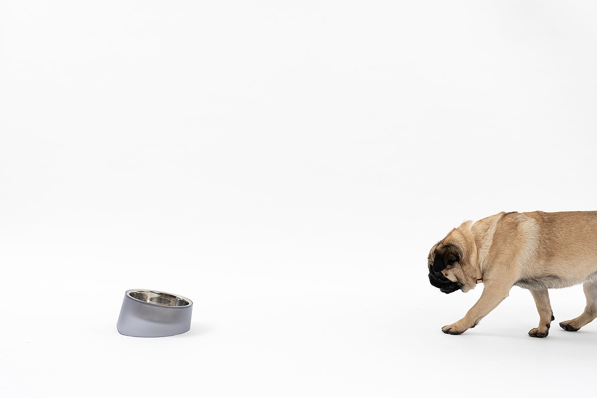 dog，bowl，