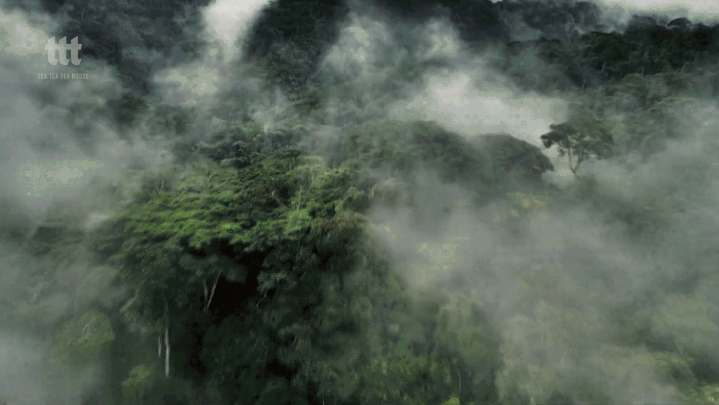 Zero-to-One Design，brand design of ttt tea，Graphic Artist Designer，Original works，industrial design，product design，Zero-to-One Design，brand design of ttt tea，Graphic Artist Designer，Original works，industrial design，product design，