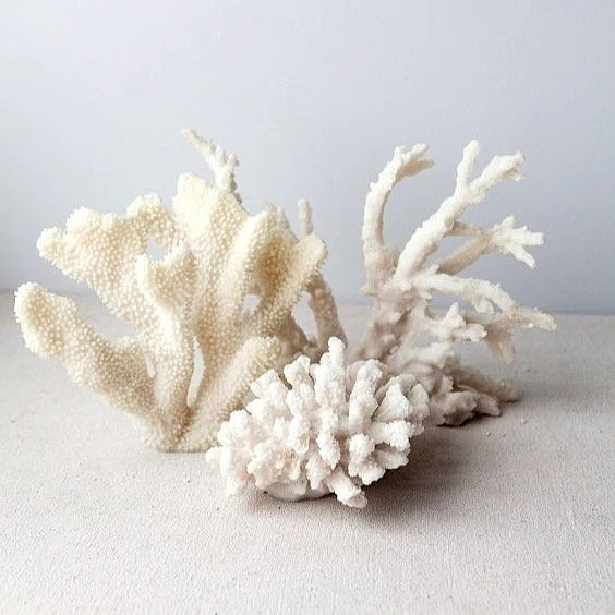 Coral，Pure white，environment protection，