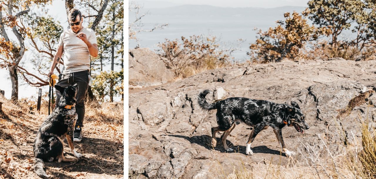 GoChip，sustainable，Pets，product design，
