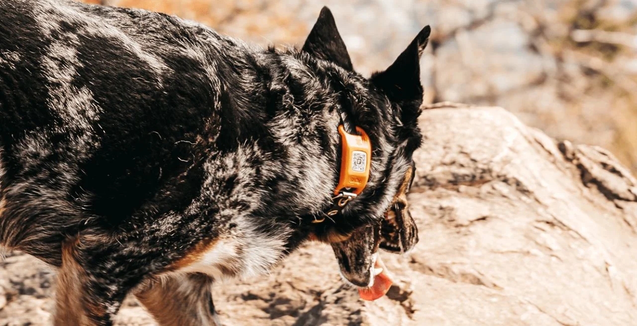 GoChip，sustainable，Pets，product design，