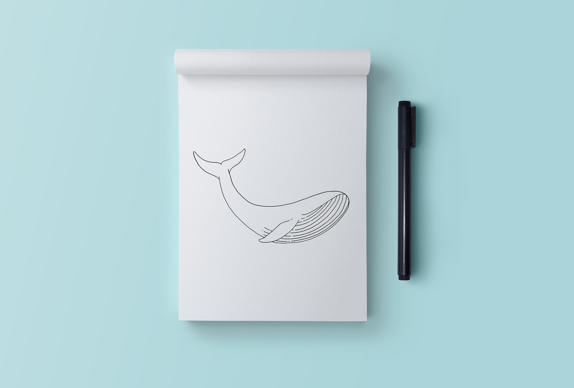 whale，Desktop computer，assemble，neat，