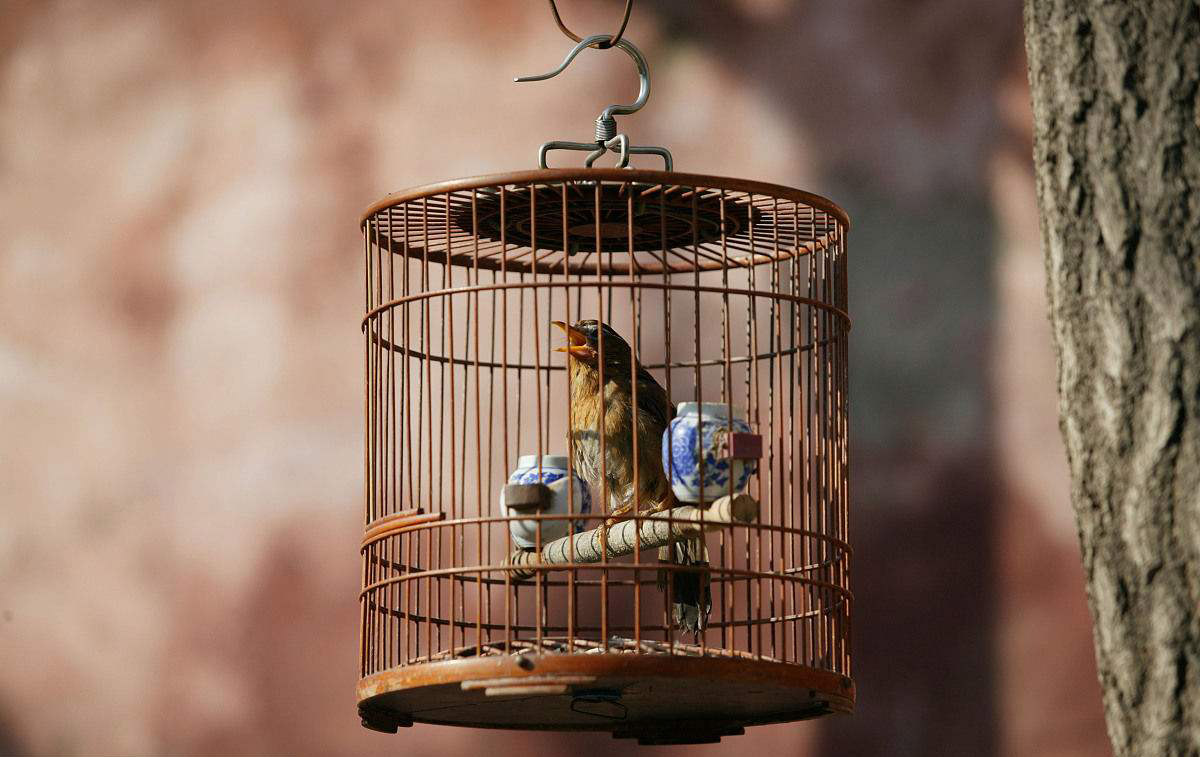 cozy，Night light，Chinese style，Golden bird cage，Little bird，