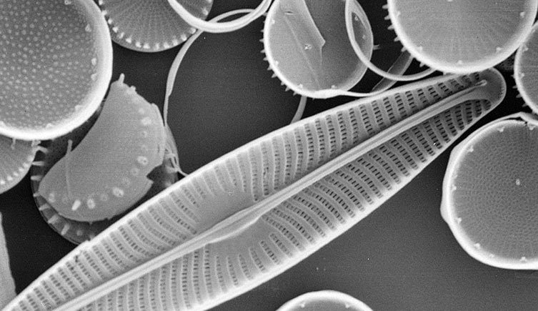 furniture，Home Furnishing，ocean，marine organism，lamp，a chandelier，