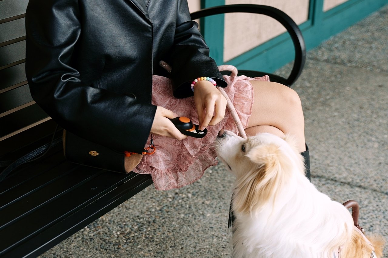 Pets，Trainer，space，storage，equipment，