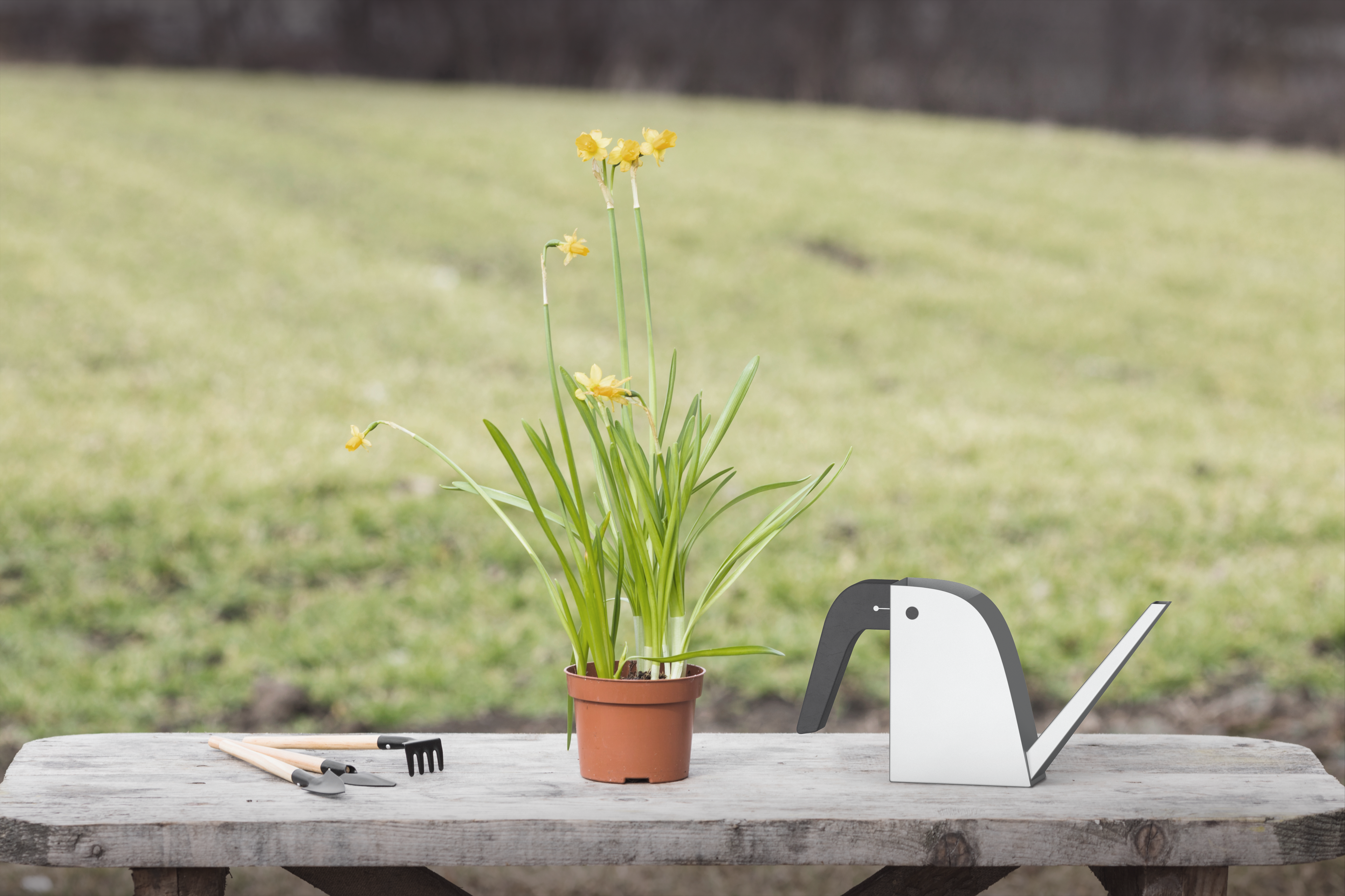 Watering can，Burdy，Bird type，