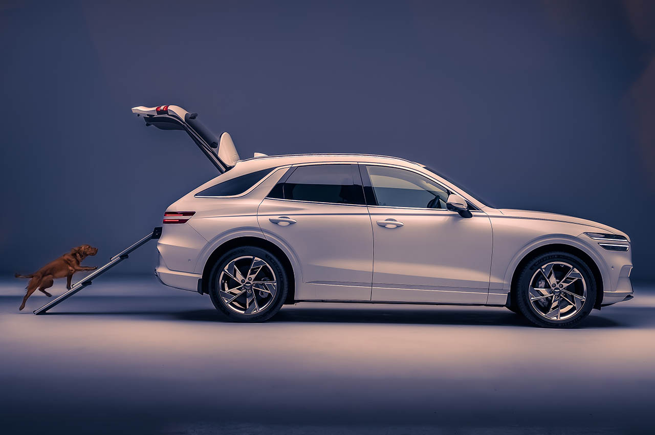 Dog Module，comfortable，Pets，facilities，