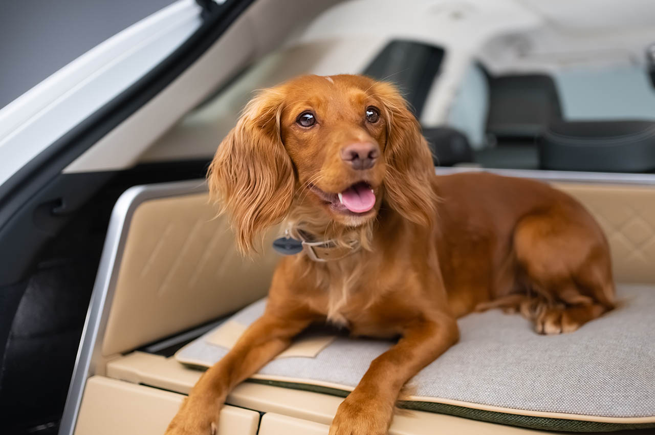 Dog Module，comfortable，Pets，facilities，