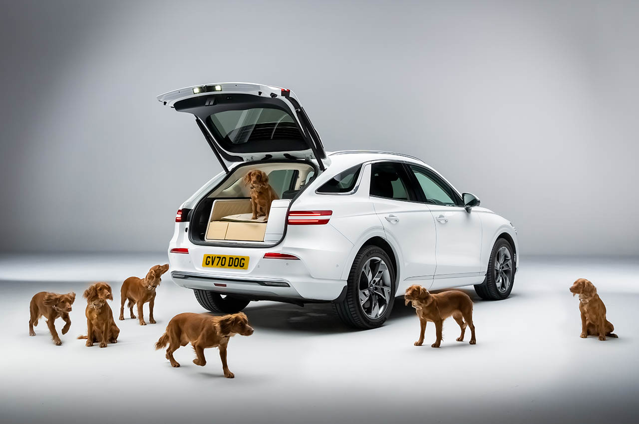 Dog Module，comfortable，Pets，facilities，