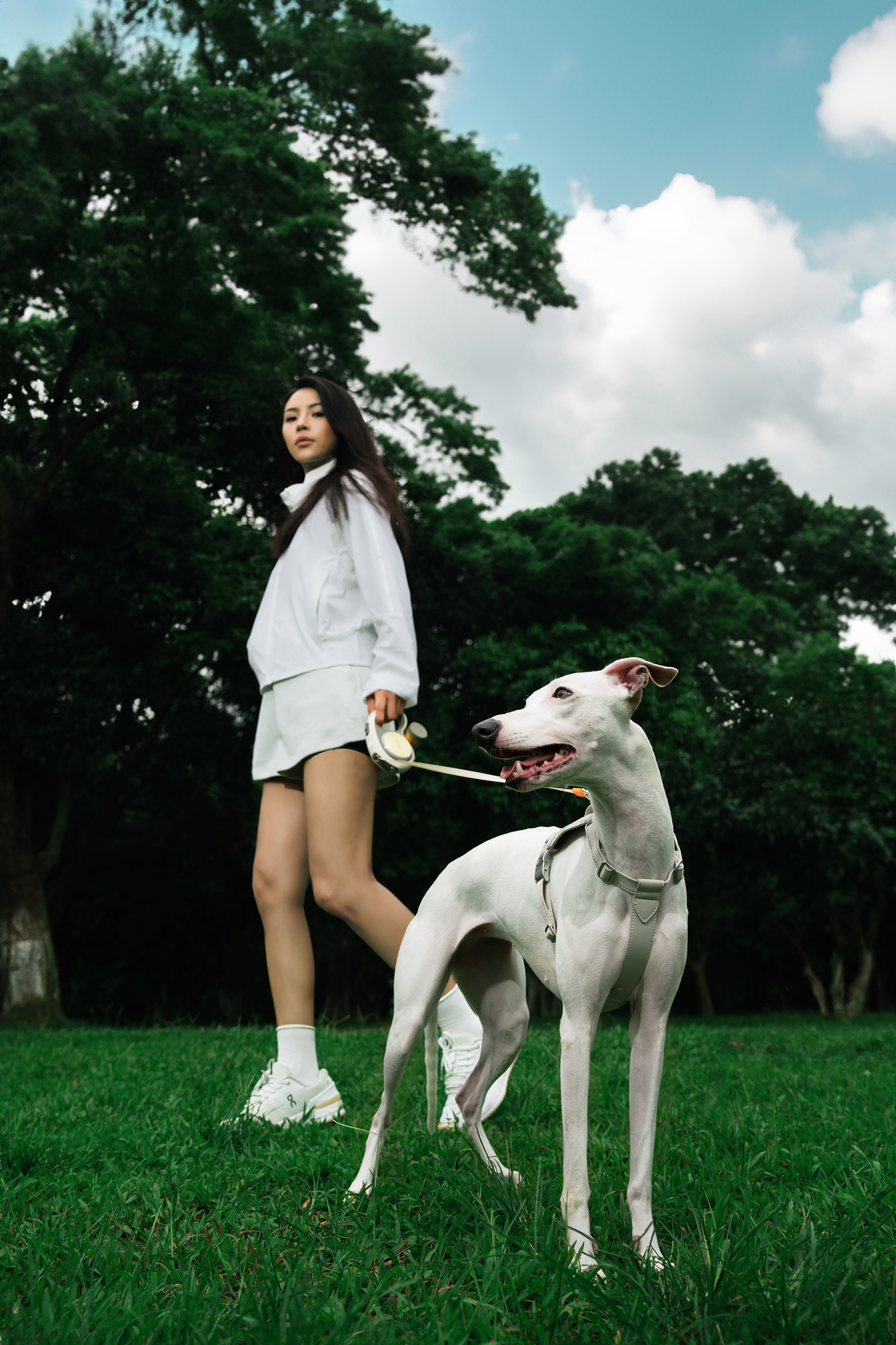 Pet Supplies & Pet，Dog，Pet Outdoor Products，Traction rope，Pet traction rope，Telescopic traction rope，Dog Leash，Cat products，