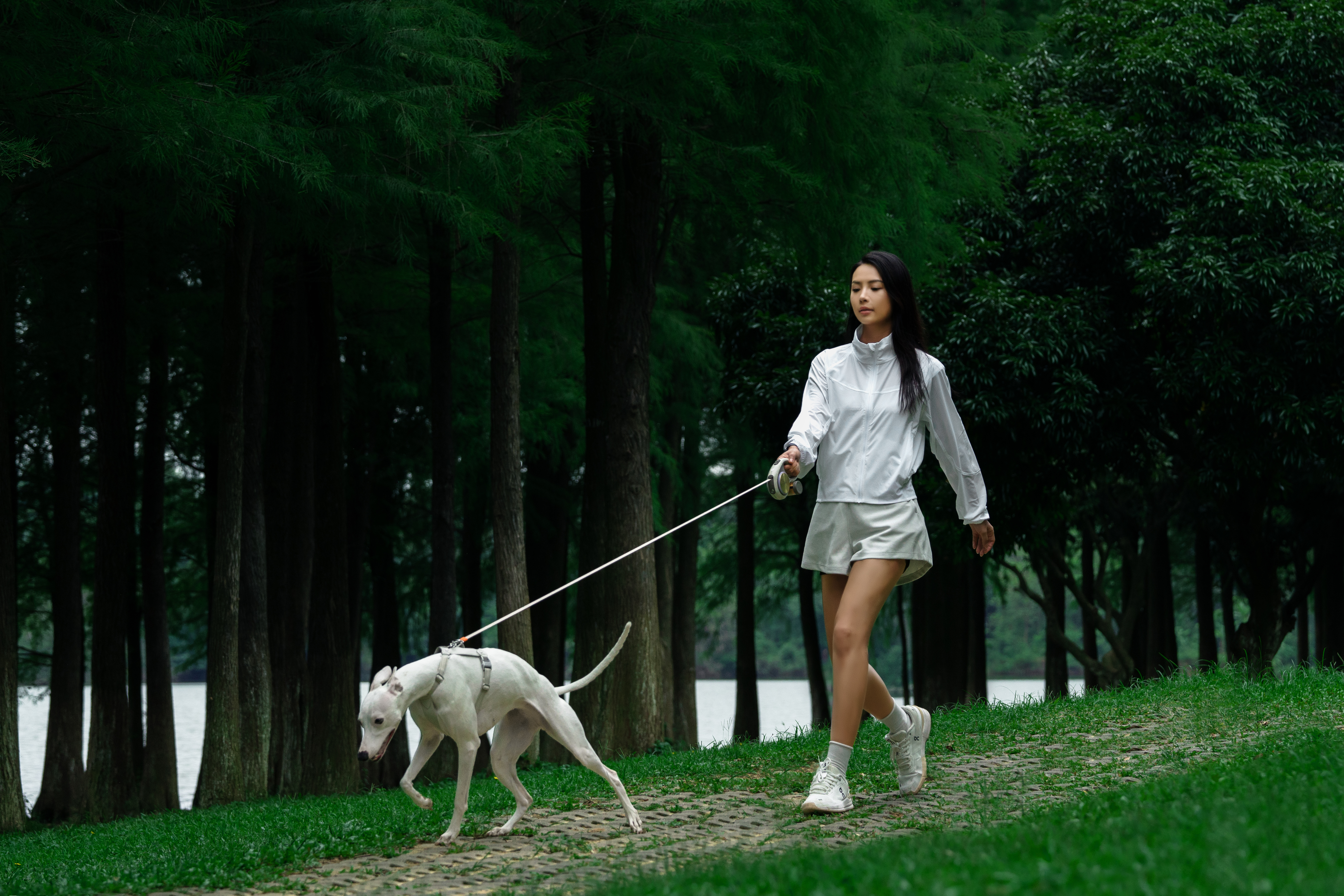 Pet Supplies & Pet，Dog，Pet Outdoor Products，Traction rope，Pet traction rope，Telescopic traction rope，Dog Leash，Cat products，