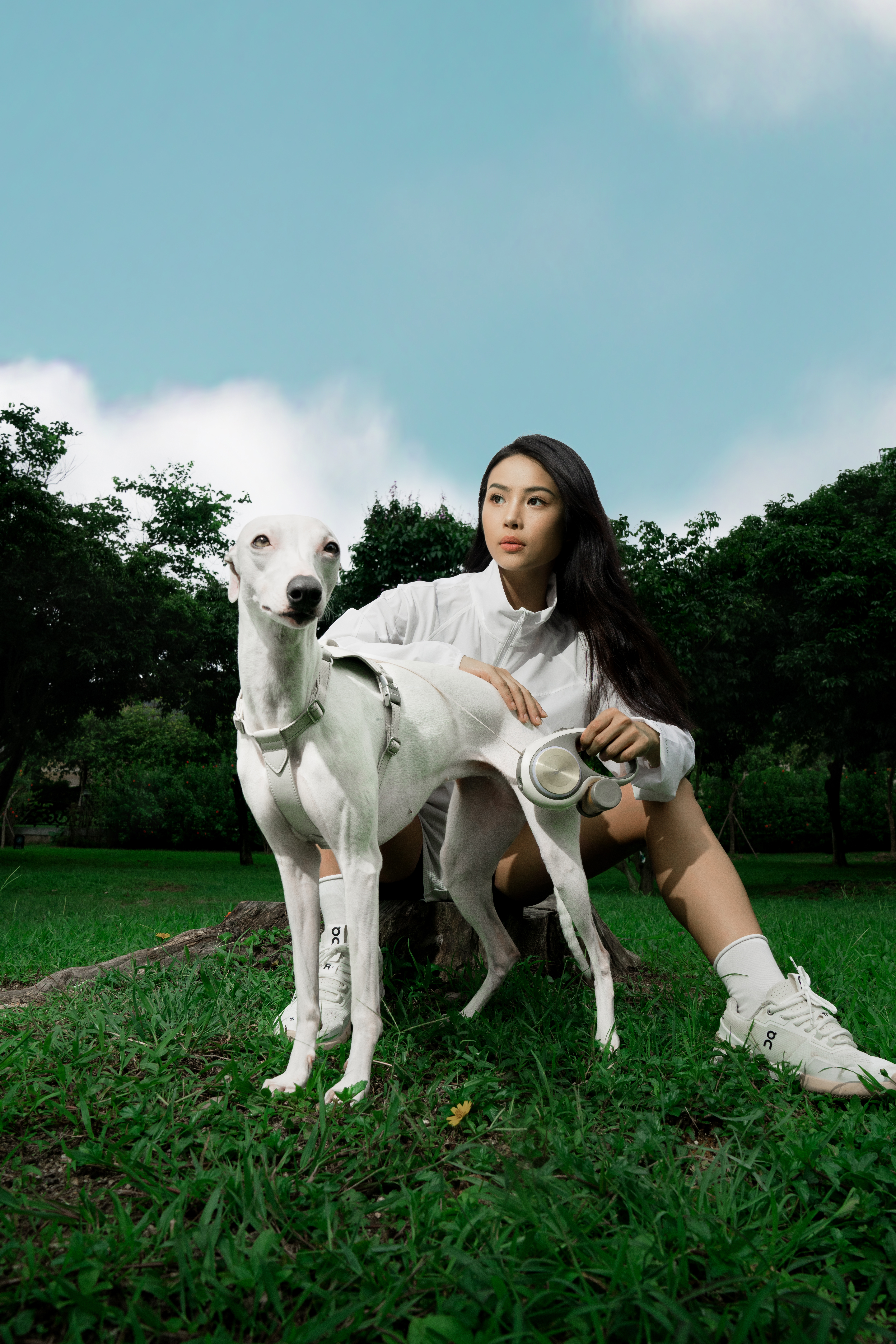 Pet Supplies & Pet，Dog，Pet Outdoor Products，Traction rope，Pet traction rope，Telescopic traction rope，Dog Leash，Cat products，