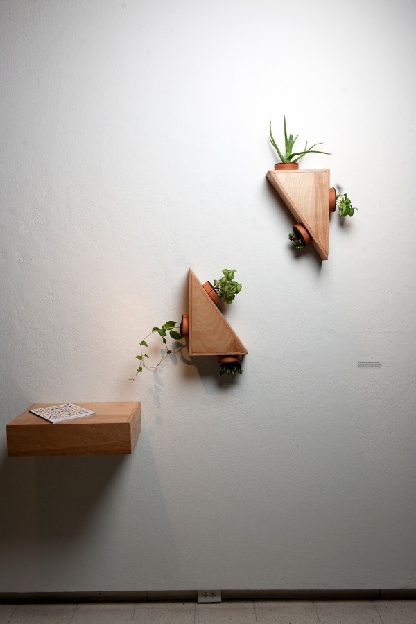 Indoor Plant，Module，Botany，Potted plants，