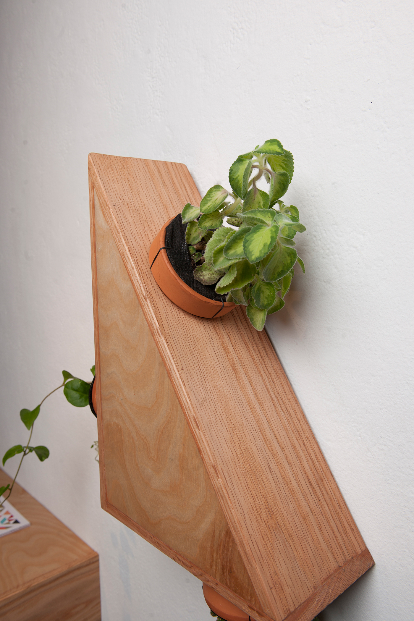 Indoor Plant，Module，Botany，Potted plants，