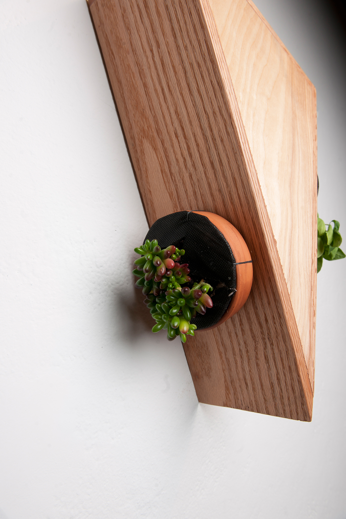 Indoor Plant，Module，Botany，Potted plants，