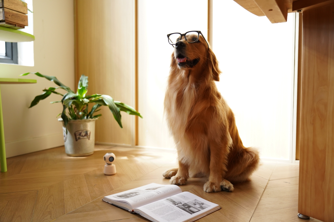 Pets，science and technology，Camera，monitor，ai，Intelligent monitoring，