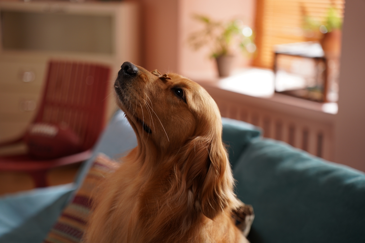 Pets，science and technology，Camera，monitor，ai，Intelligent monitoring，