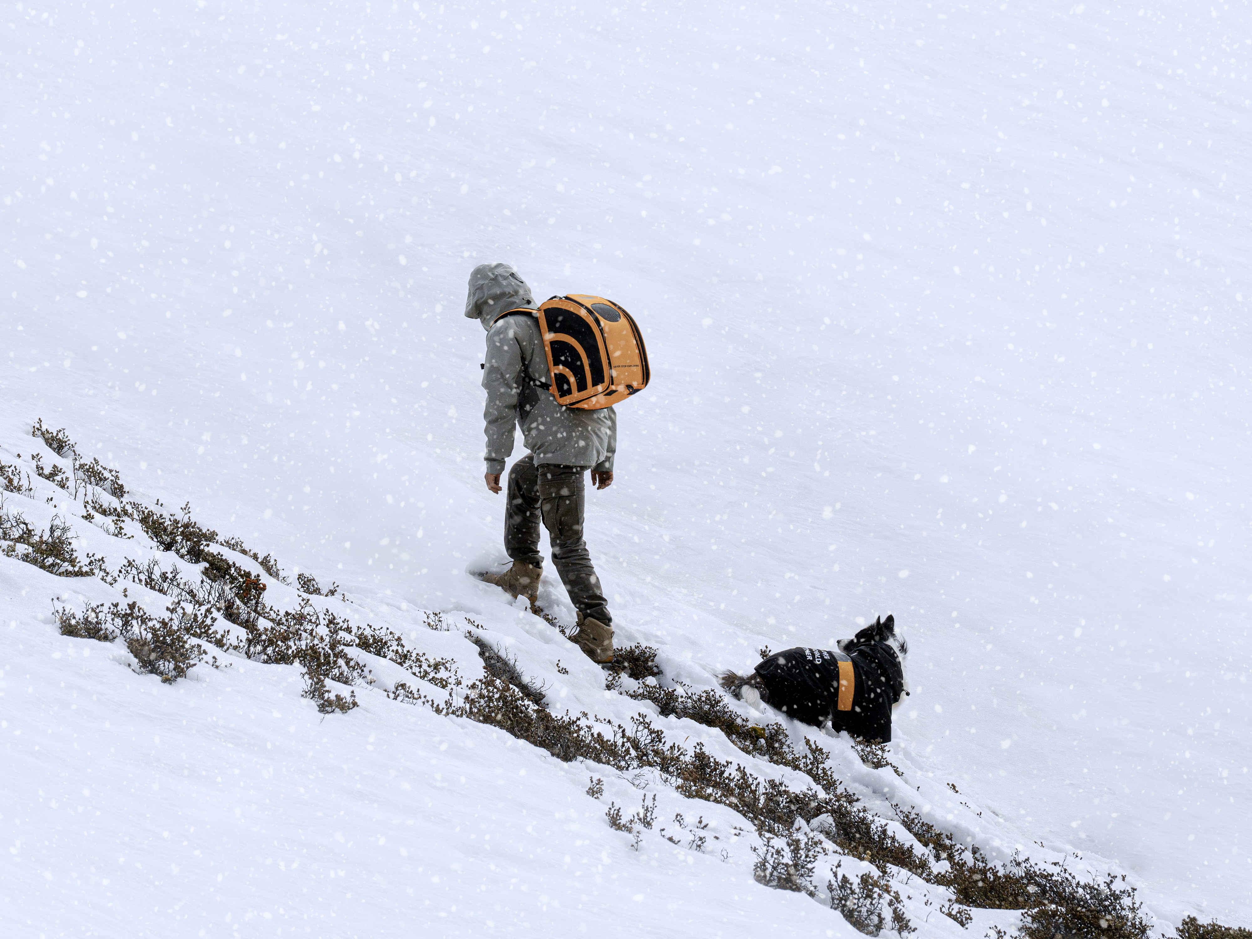 German if Award，Pet Supplies & Pet，pet knapsack ，THE NORTH FACE，If design award，Pet products，industrial design，product design，