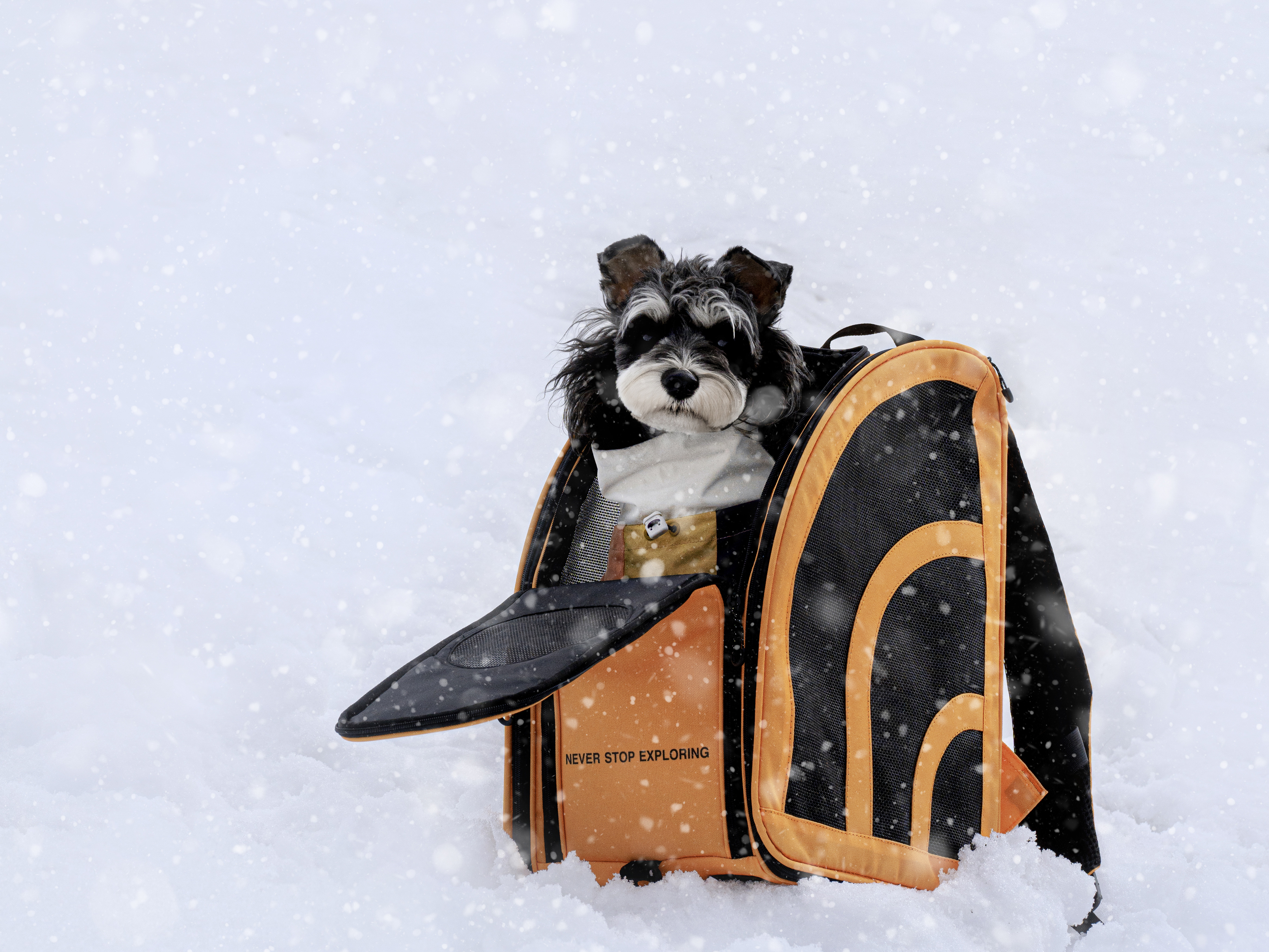 German if Award，Pet Supplies & Pet，pet knapsack ，THE NORTH FACE，If design award，Pet products，industrial design，product design，