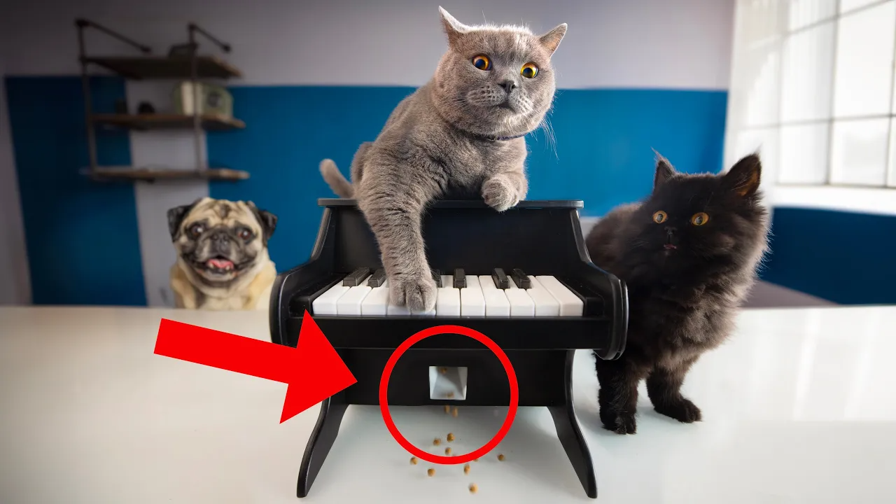 Pets，piano，Design，Feeding，equipment，