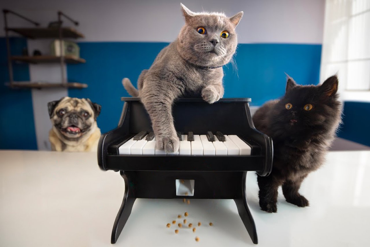 Pets，piano，Design，Feeding，equipment，
