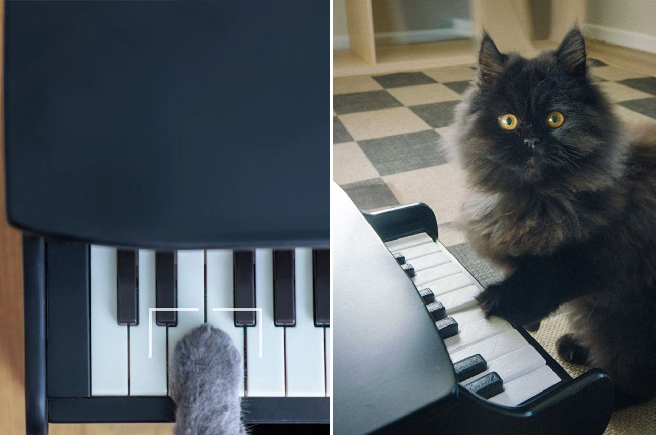 Pets，piano，Design，Feeding，equipment，