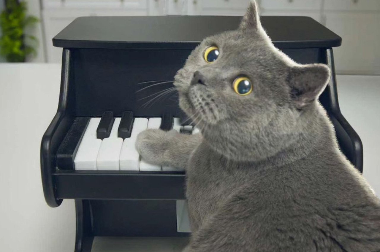 Pets，piano，Design，Feeding，equipment，