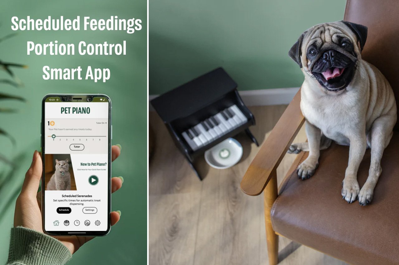 Pets，piano，Design，Feeding，equipment，
