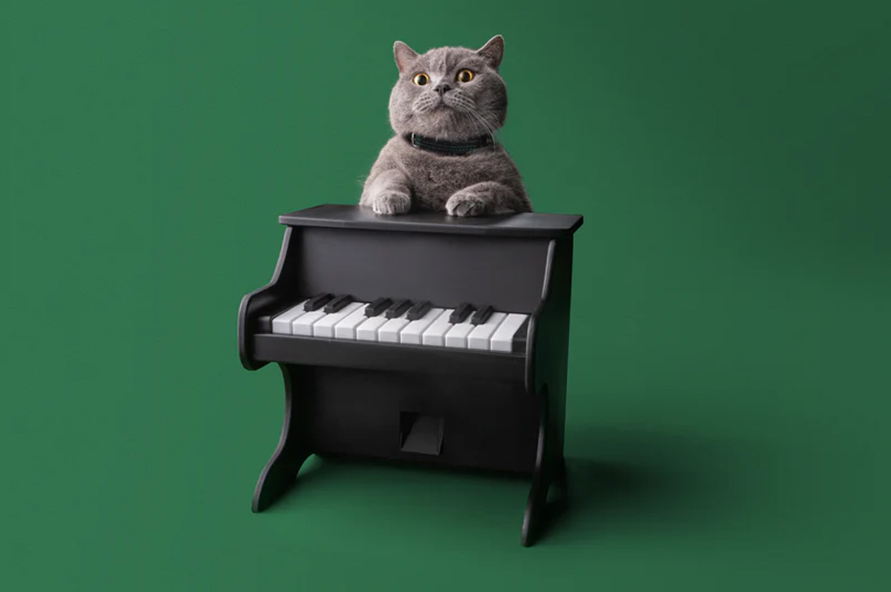 Pets，piano，Design，Feeding，equipment，