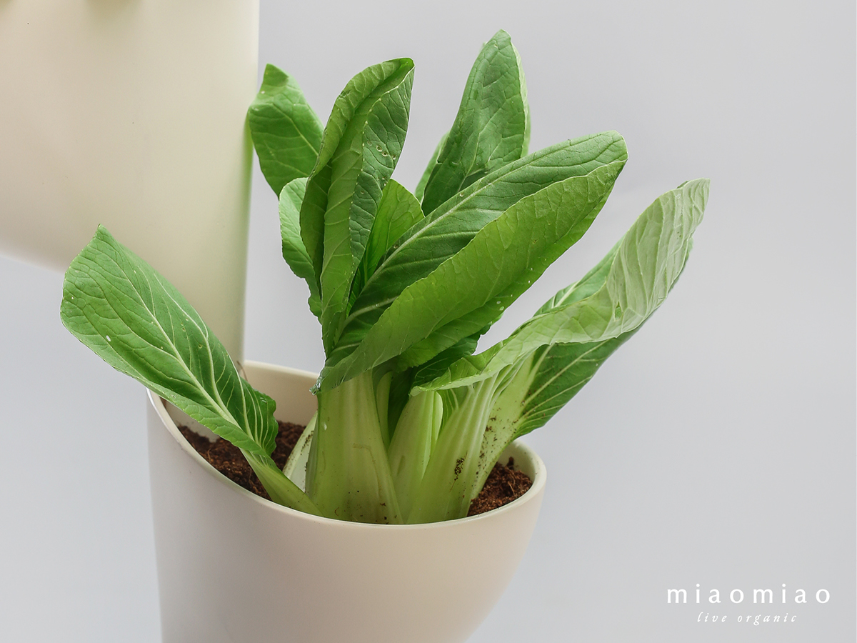 Miaomiao，Indoor planting，sharing economy，Agricultural planting，