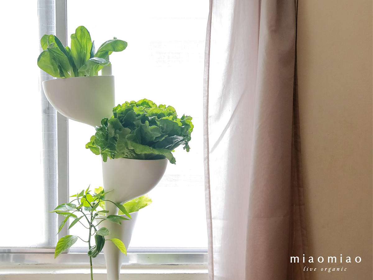 Miaomiao，Indoor planting，sharing economy，Agricultural planting，
