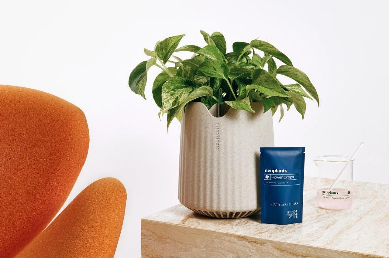 Green plant，Botany，Air purification，microorganism，life style，