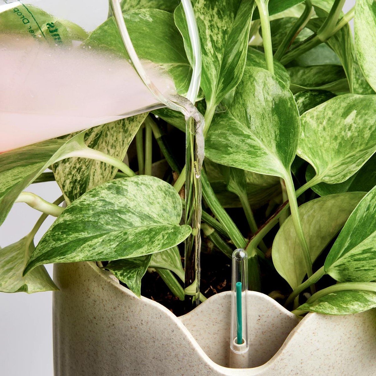 Green plant，Botany，Air purification，microorganism，life style，