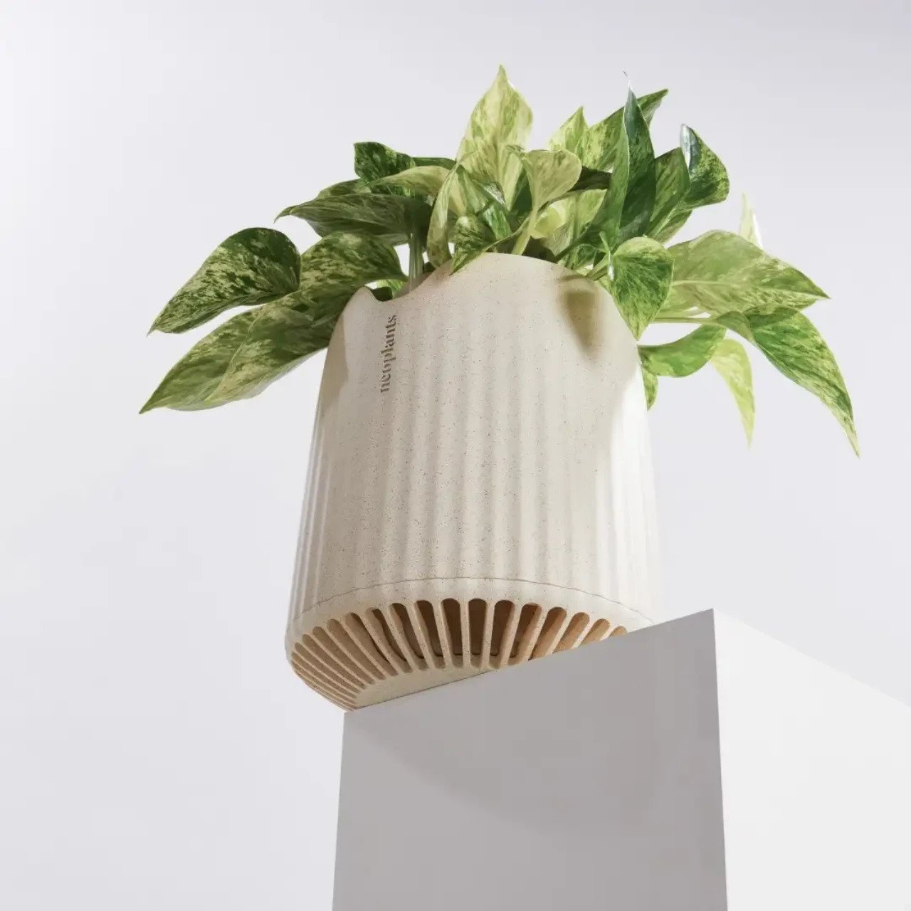 Green plant，Botany，Air purification，microorganism，life style，