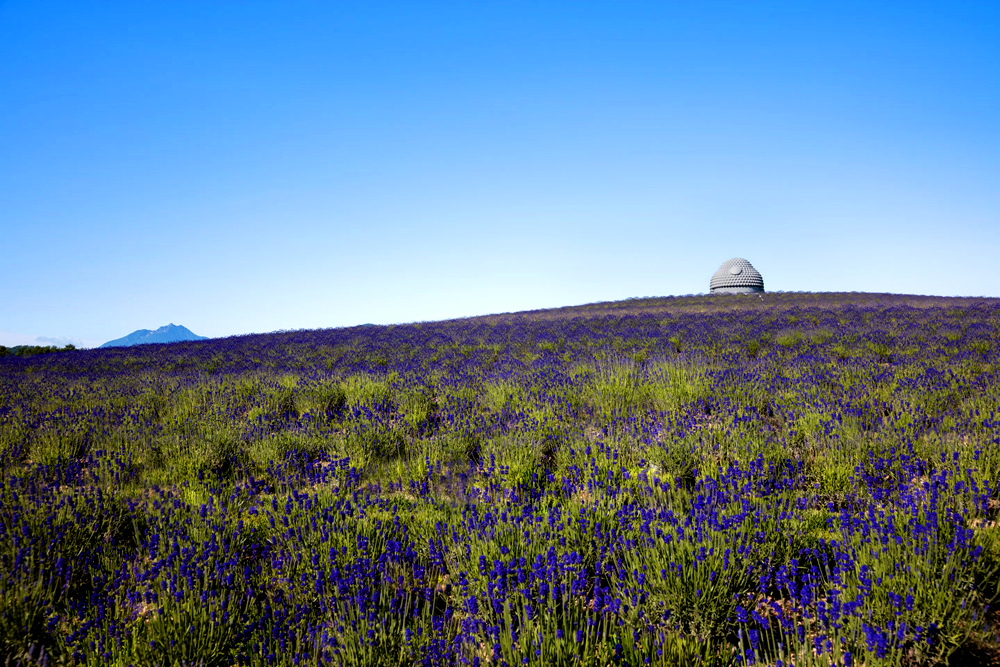 East West integration，Light and wind，natural，cement，geometry，