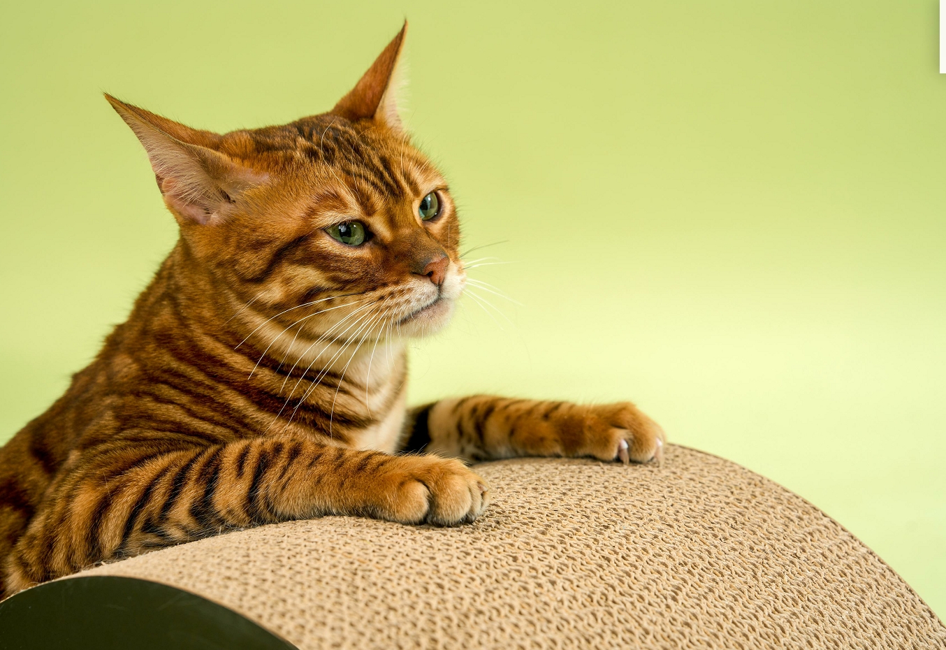 Grasping plate，Cat products，modularization，Experience design，