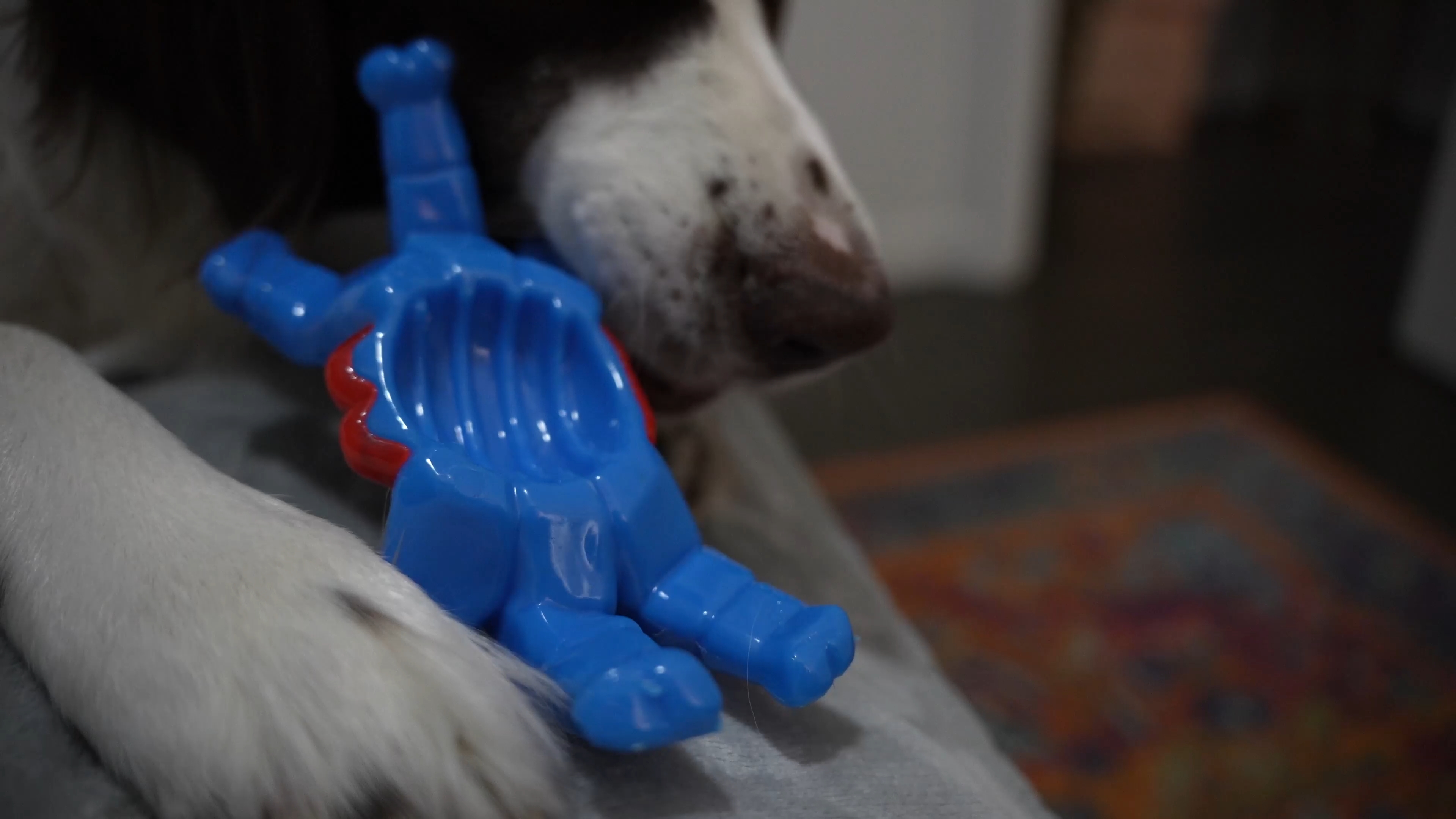 pet toy, nylon toy, dog, canine, pet, clean teeth，