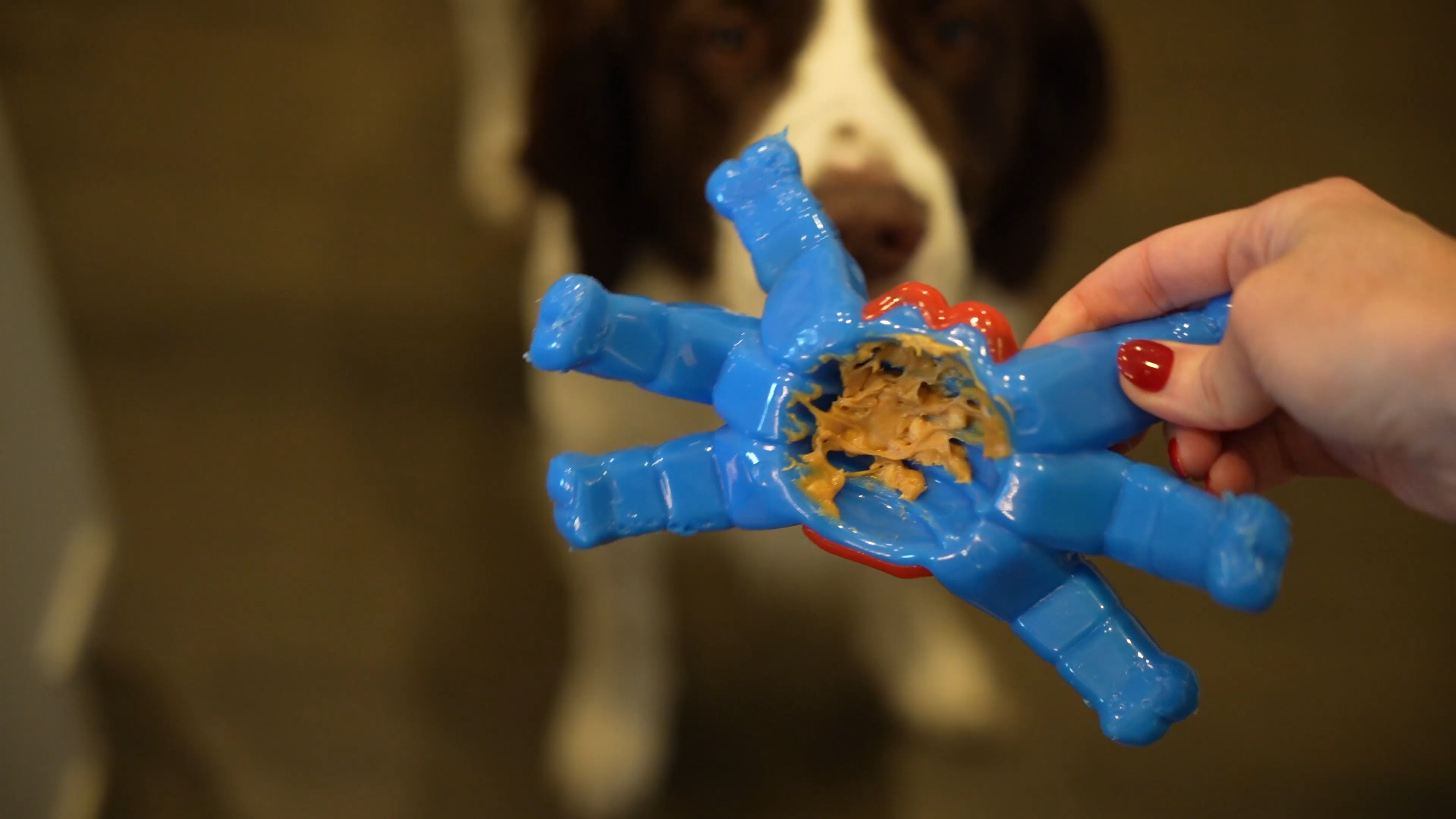 pet toy, nylon toy, dog, canine, pet, clean teeth，