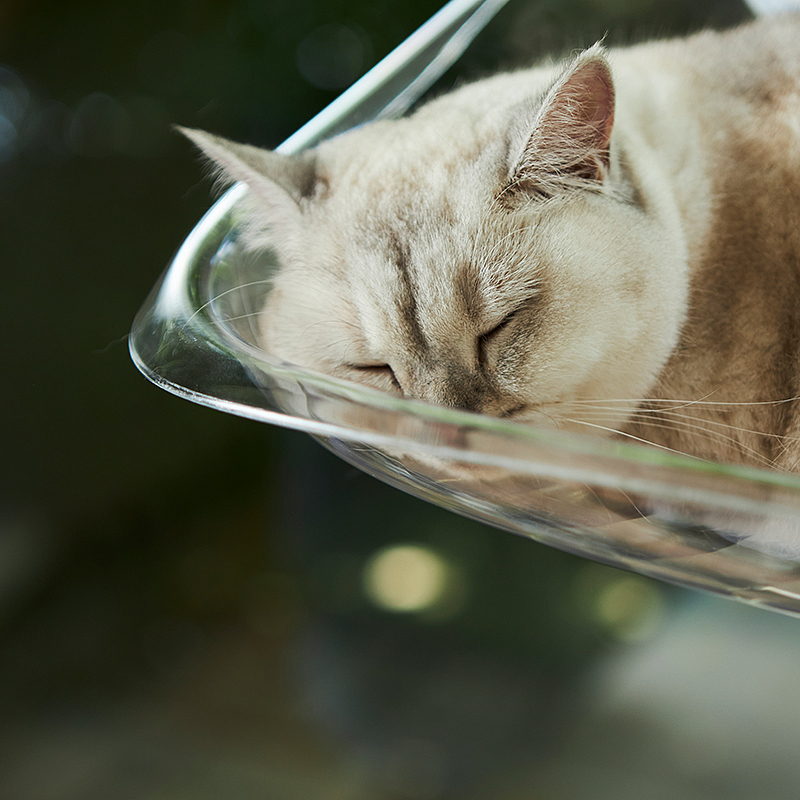 Hammock，transparent，experience，Cat due to engineering，