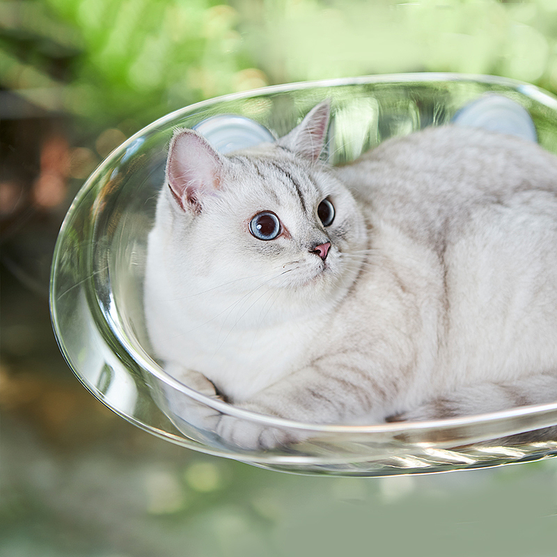 Hammock，transparent，experience，Cat due to engineering，