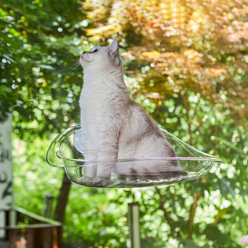 Hammock，transparent，experience，Cat due to engineering，