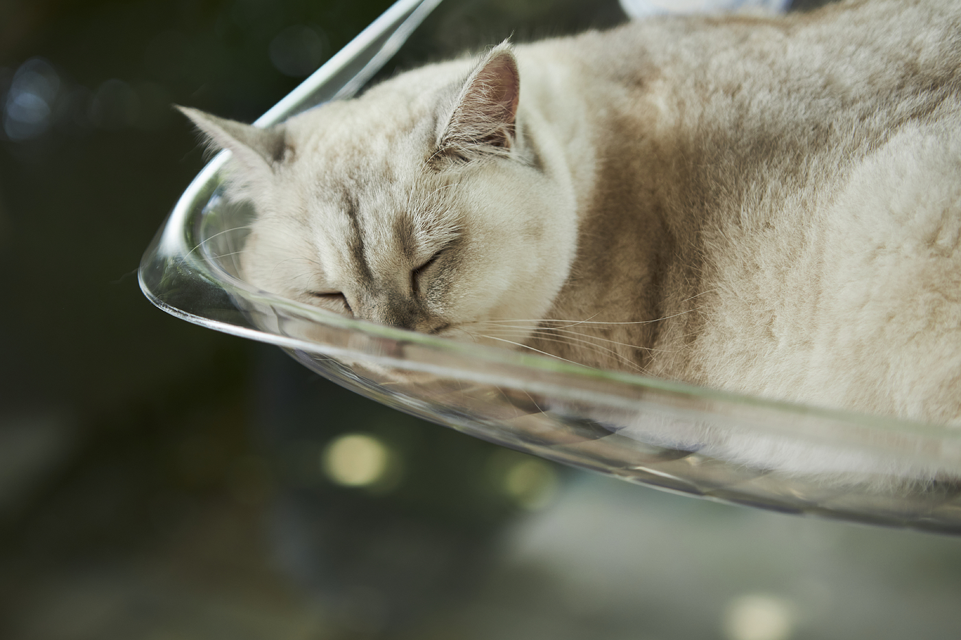 Hammock，transparent，experience，Cat due to engineering，