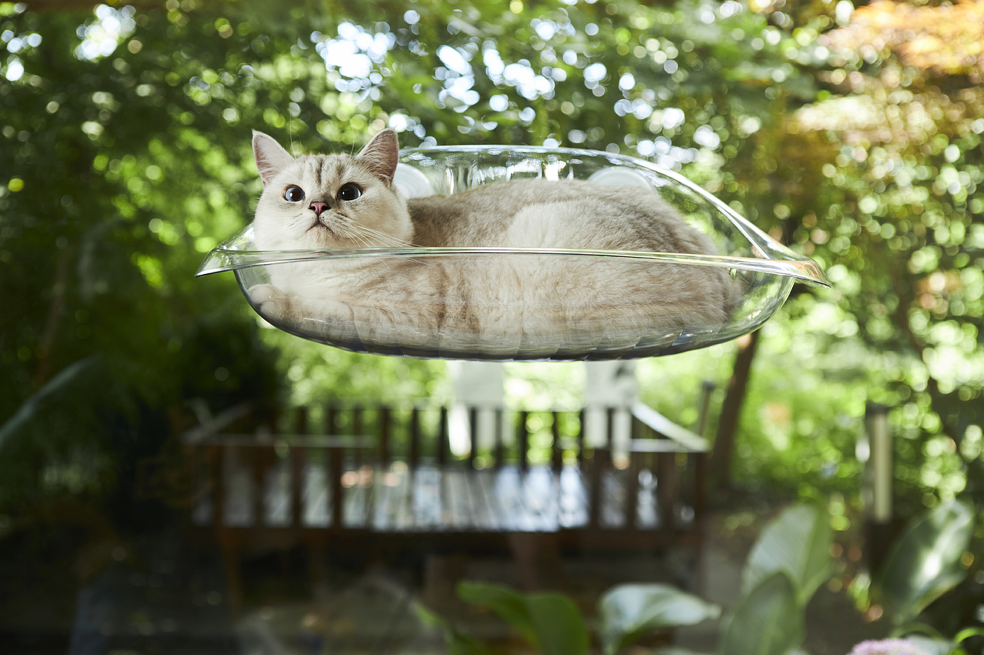 Hammock，transparent，experience，Cat due to engineering，