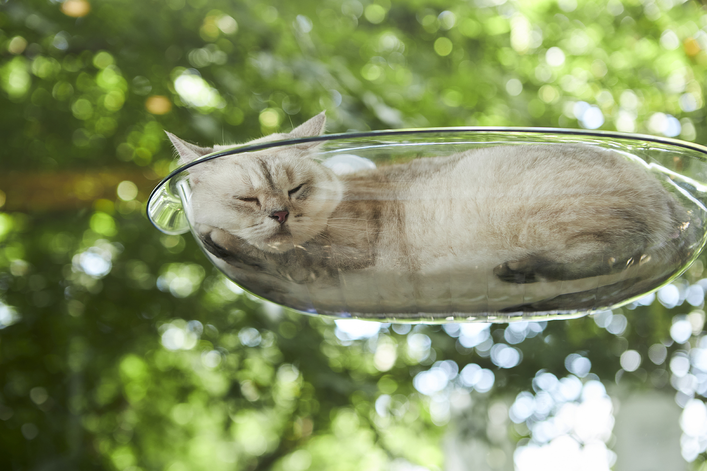 Hammock，transparent，experience，Cat due to engineering，