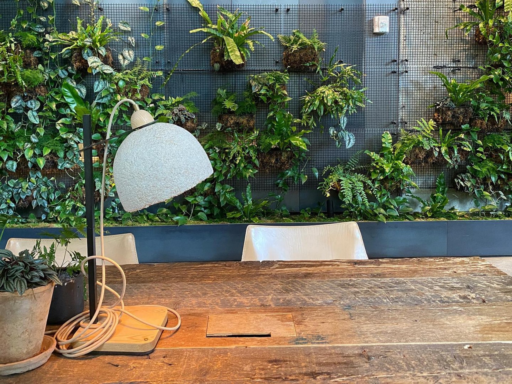 Mycelium，Sustainable development，reproducible ，environment protection，