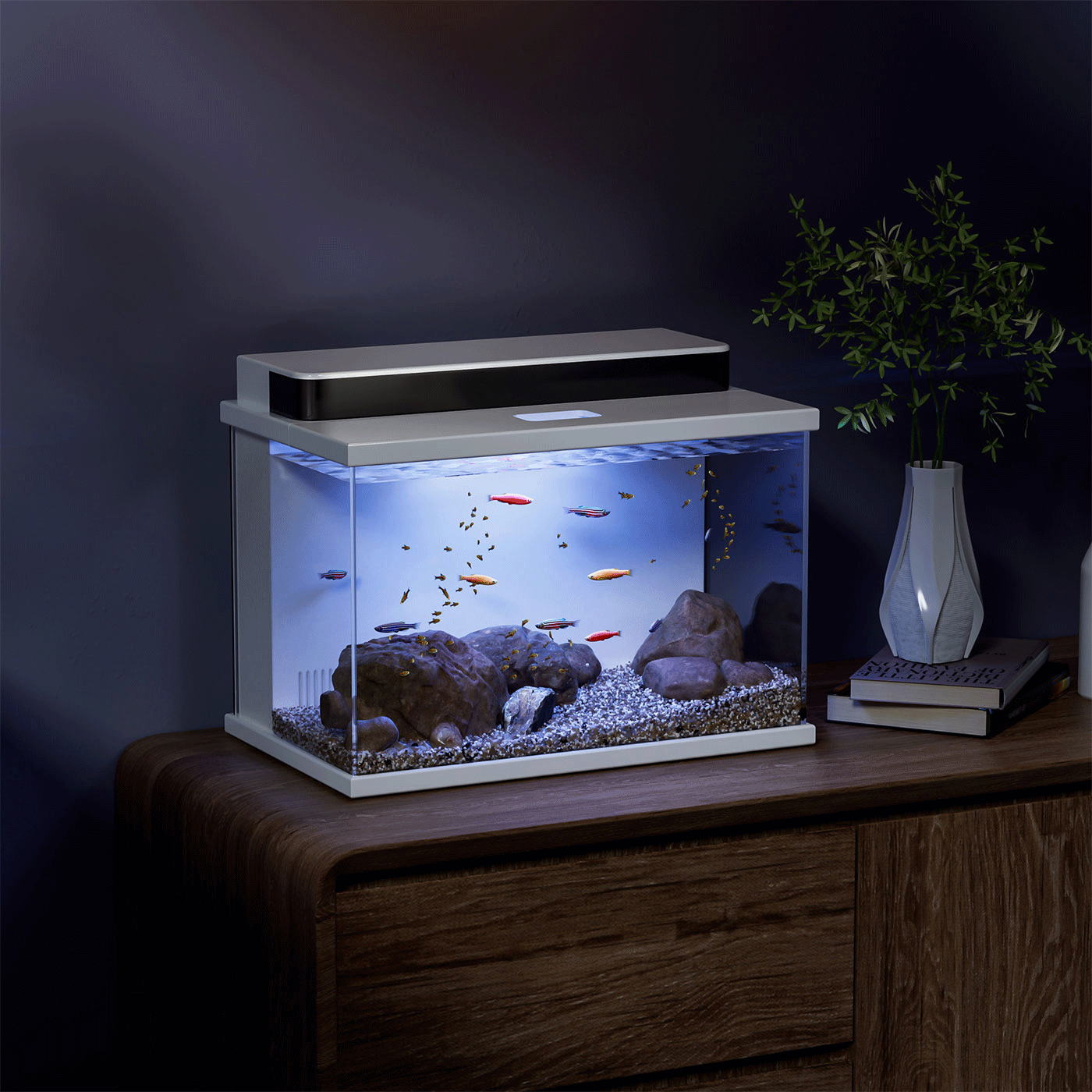 Life is lying flat, then keep the tank fish. Millet fish tank, simple，