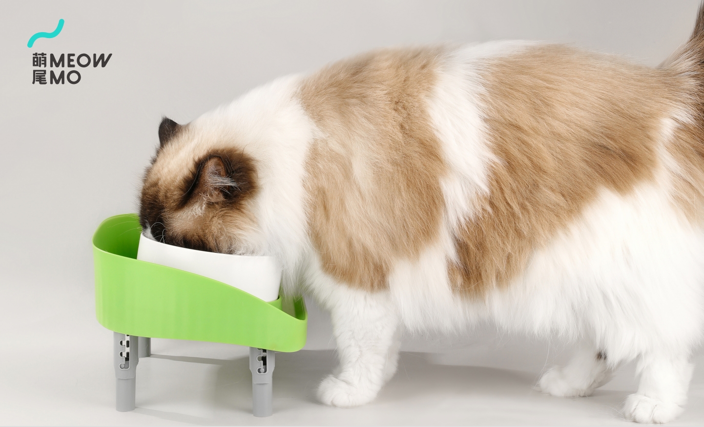 Pets，brand，idea，spread，vision，