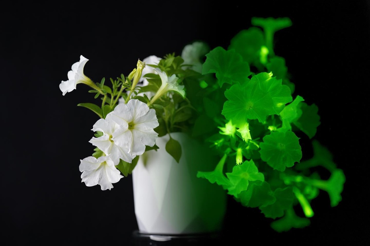 Morning Glory，Indoor gardening，Botany，
