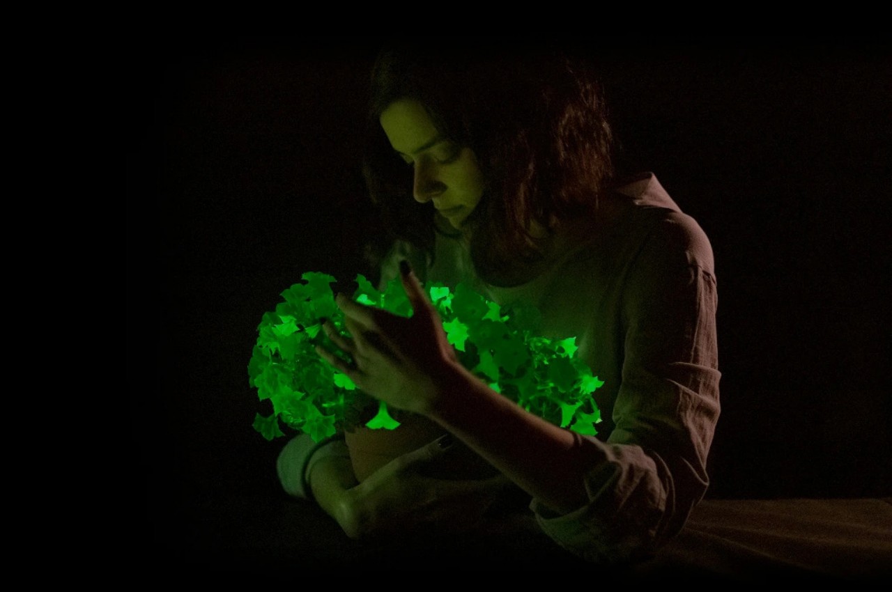 Morning Glory，Indoor gardening，Botany，