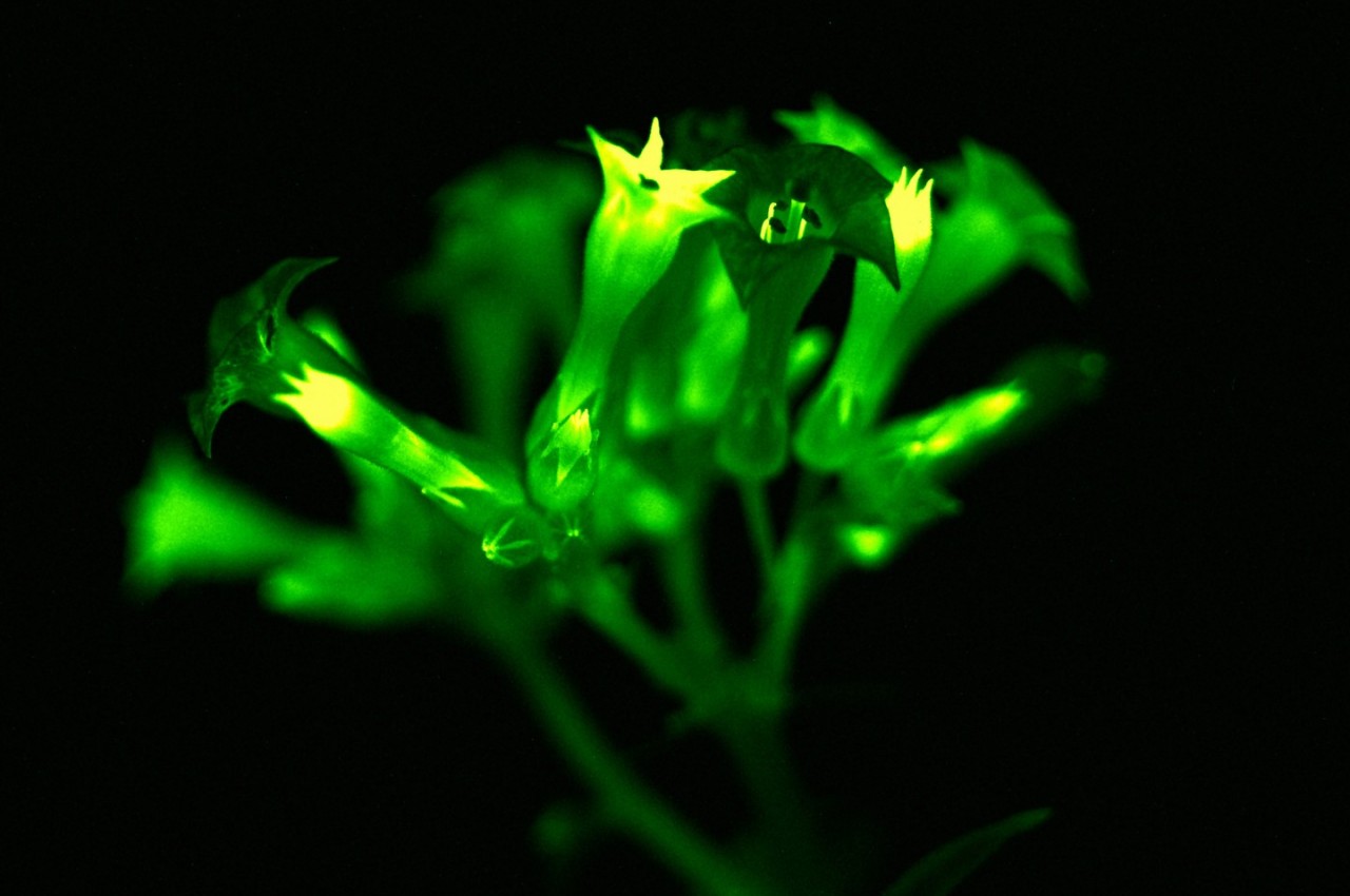 Morning Glory，Indoor gardening，Botany，